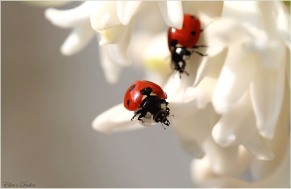 Macro Photography of Ladybugs