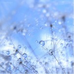 Stunning Macro Views of Dewdrops by Demon Mathiel