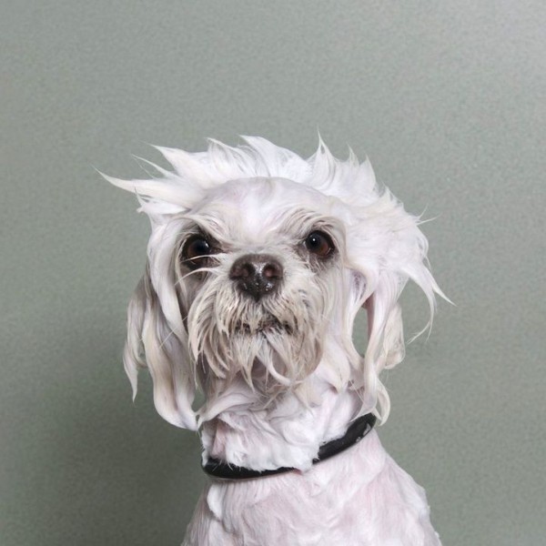 Adorable Portraits of Wet Dogs by Sophie Gamand