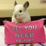 The Most Adorable Chinchilla on Instagram