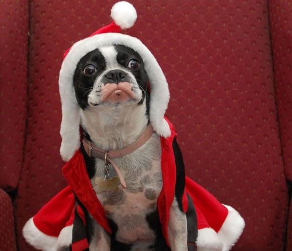Cutest Christmas Dogs 