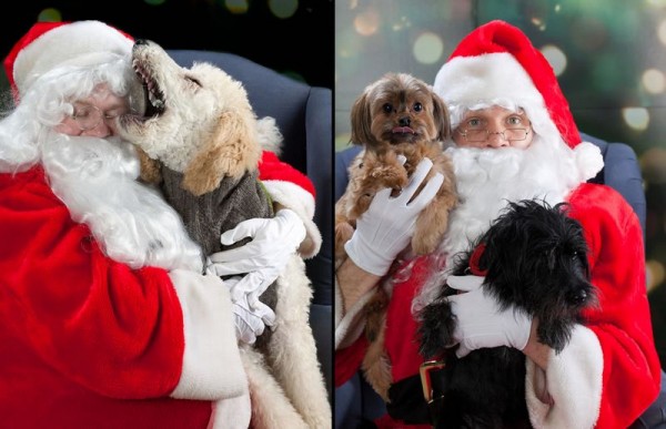 Cutest Christmas Dogs 