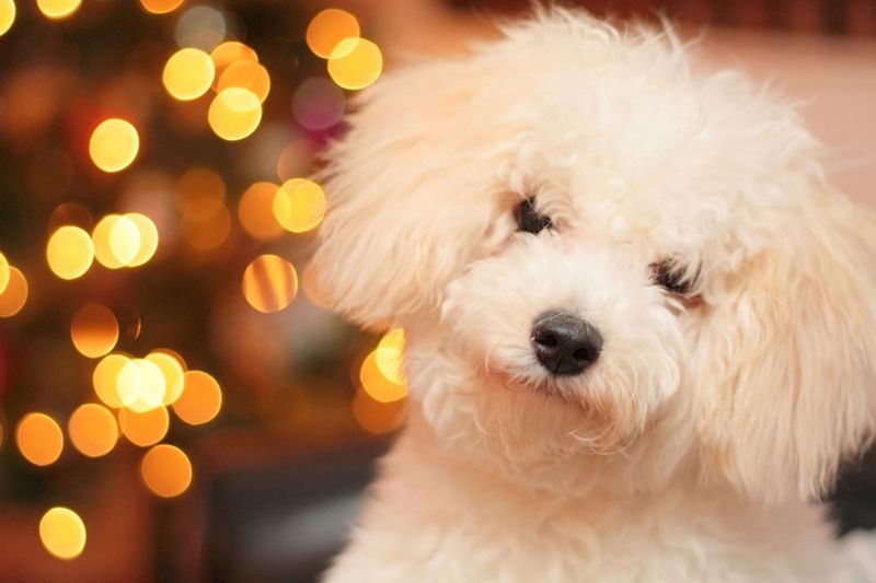 Cutest Christmas Dogs