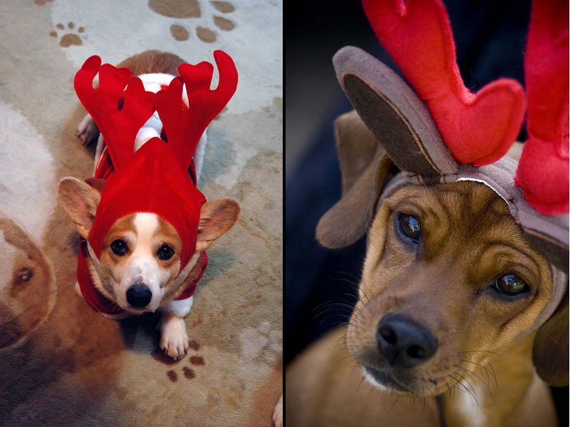Cutest Christmas Dogs