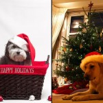 40 Cutest Pictures of Christmas Dogs