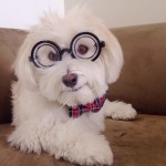 35 Endearing Portraits of Animals on Instagram