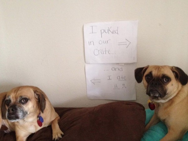 Guilty Dogs With Written Signs