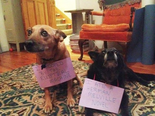 Guilty Dogs With Written Signs