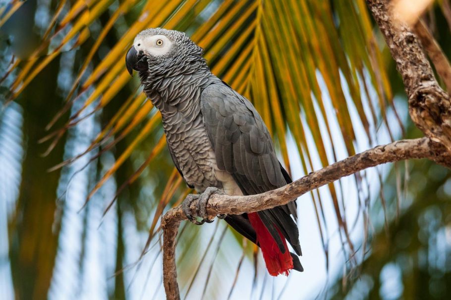 African Grey Parrot Jaco - The Most Intelligent Bird of World