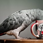 African Grey Parrot Jaco – The Most Intelligent Bird of World