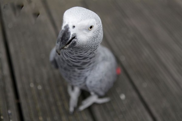 The Gray African Parrot Jaco Pictures