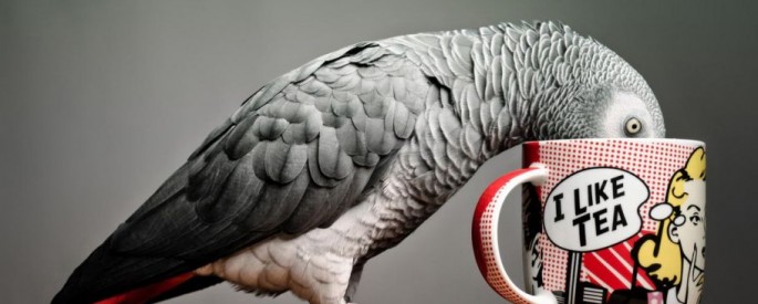 African Grey Parrot Jaco