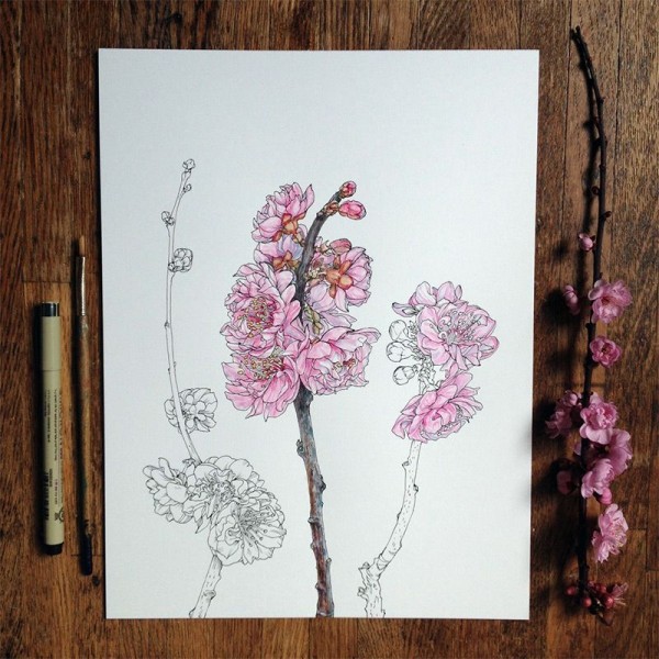 Flowers in Progress: Scientific Illustrator Noel Badges Pugh Taunts Us with Spring