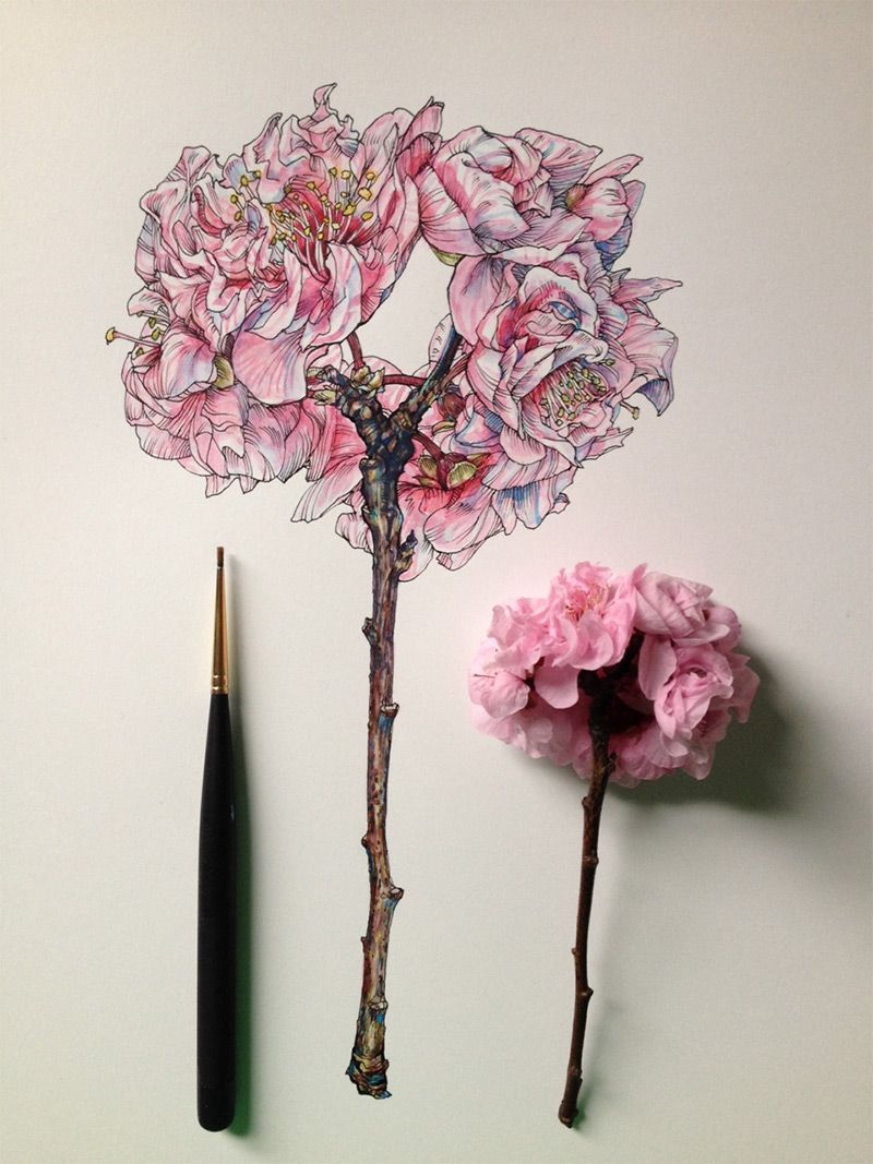 Flowers in Progress: Scientific Illustrator Noel Badges Pugh Taunts Us with Spring