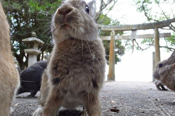 Rabbit Island in Japan