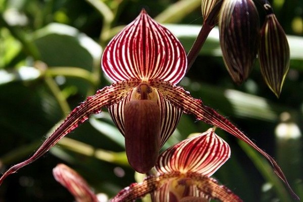 4. Gold of Kinabalu Orchid ($6000 per piece)