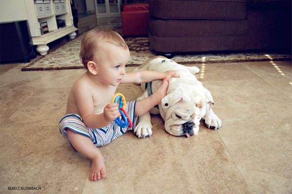 The Heart Touching Friendship of a 4 Years Little Girl and Her English Bulldog