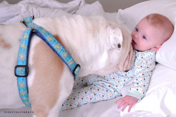 The Heart Touching Friendship of a 4 Years Little Girl and Her English Bulldog