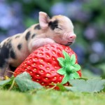 15 Most Adorable Micro Pig Photos Ever