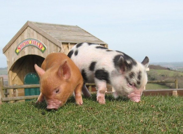 Miniature Pig Photos
