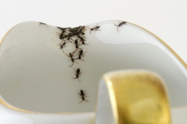 Vintage Porcelain Crawling With Creepy Hand-Painted Ants