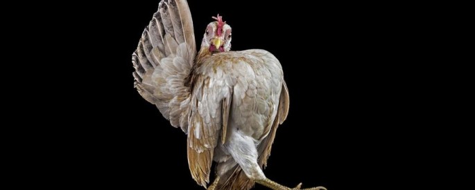 Photographer Ernest Goh Explores the Surprising World of Chicken Beauty Pageants