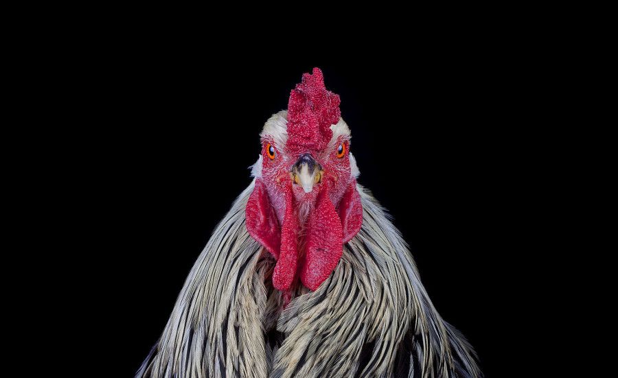 Curious World of Chicken Beauty Pageants