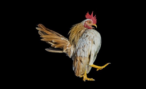 Curious World of Chicken Beauty Pageants