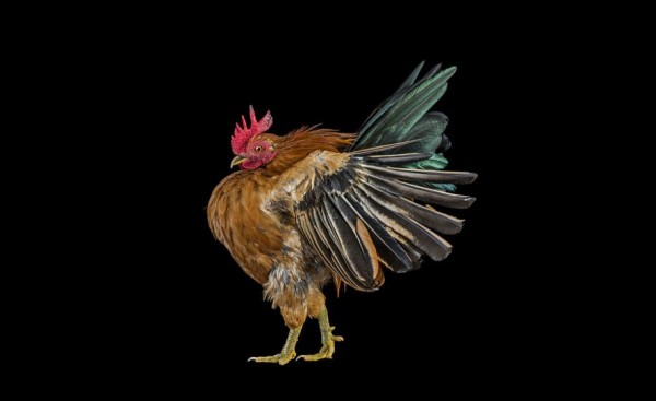 Ernest Goh Explores the Surprising World of Chicken Beauty Pageants