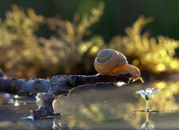 Macro Photographs of Snails