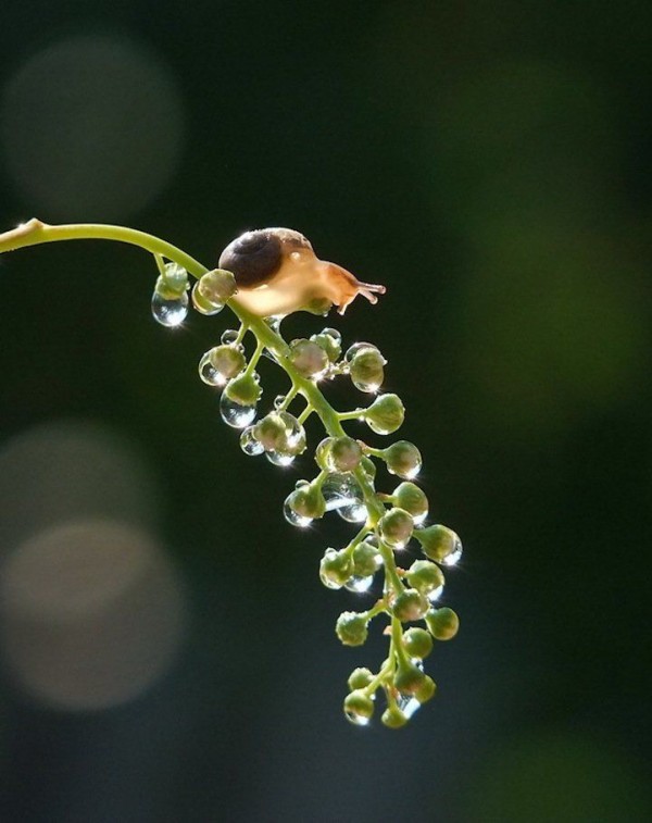 Miniature World of Snails