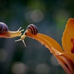 Astounding Macro Photographs of Snails by Vyacheslav Mishchenko