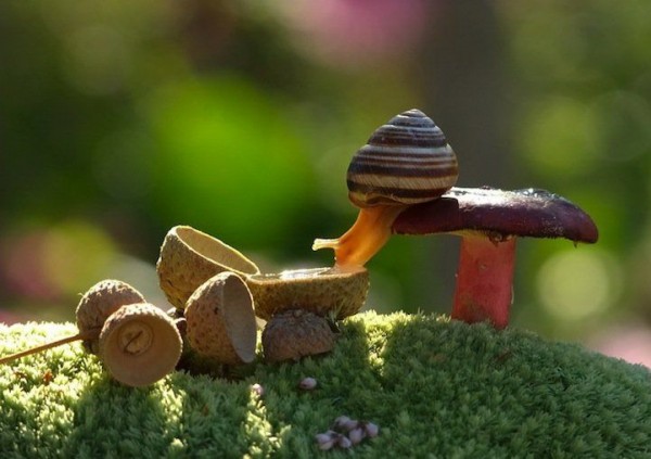 Miniature World of Snails