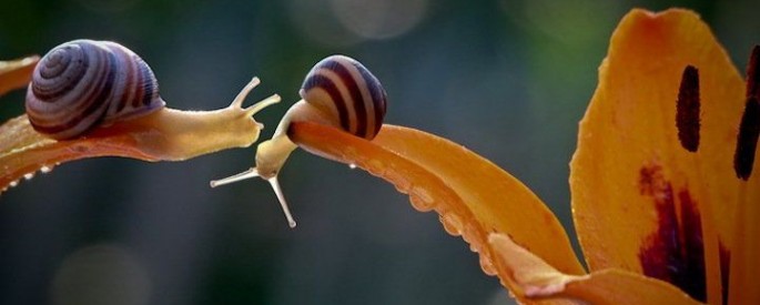Astounding Macro Photographs of Snails by Vyacheslav Mishchenko