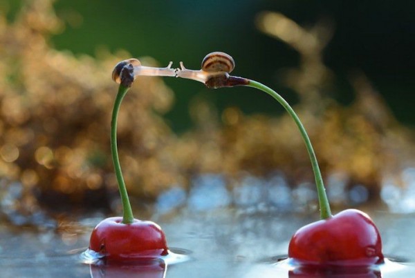 Macro Photographs of Snails