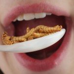 Beetles Food: Creepy and Disgusting Edible Food for Humans