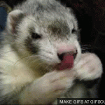 18 GIFs To Convince You That Ferrets Are The Most Adorable Pets