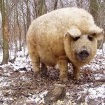 Mangalica – Pig in Sheep’s Clothing