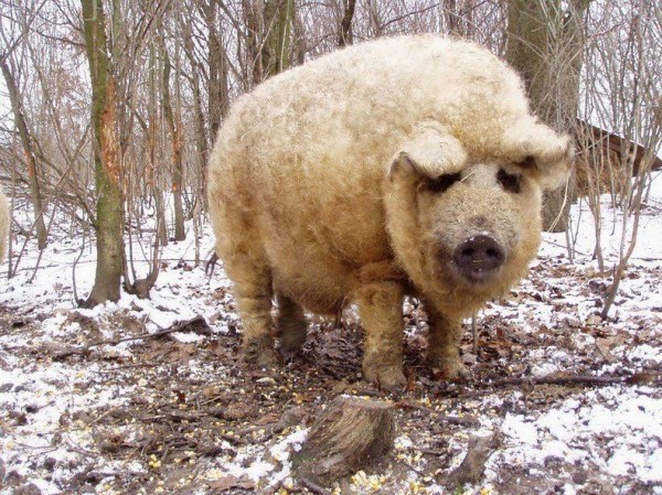 Mangalica - Pig in Sheep's Clothing