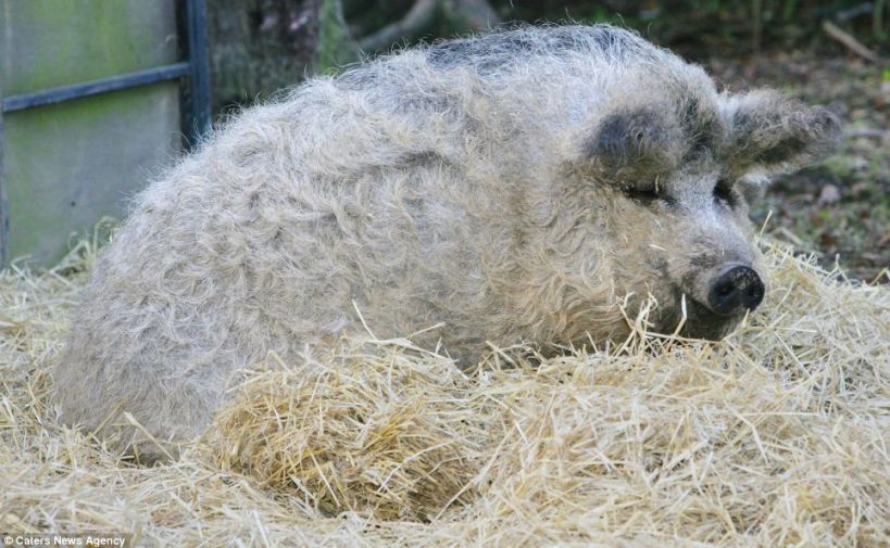 Mangalica - Pig in Sheep's Clothing
