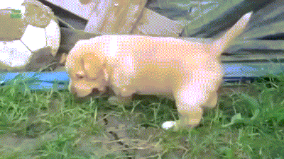 Puppies Learning to Walk-01