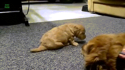Puppies Learning to Walk-05