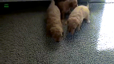 Puppies Learning to Walk-14