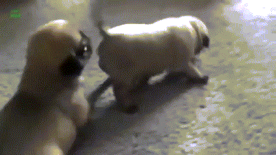 Puppies Learning to Walk-16