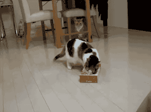 This cat who just physically cannot even deal with this package