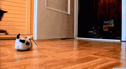 This cat who literally just CANNOT with this tiny rabbit toy