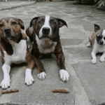 These 24 GIFs Will Seriously Convince You That Never Trust Animals