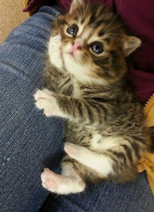 21-With This little kitten who just wants to listen to your stories