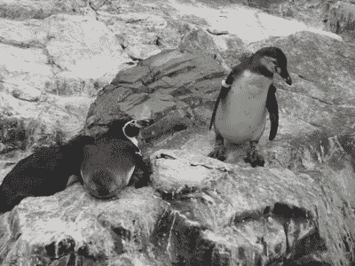 23-Penguin pushes friend off cliff