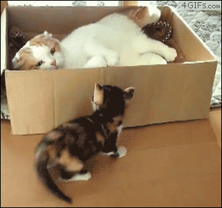 Cats in Boxes-01